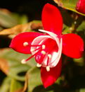 گوشواره